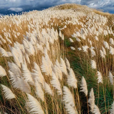 Cortaderia selloana Seeds - pampas grass plume landscape