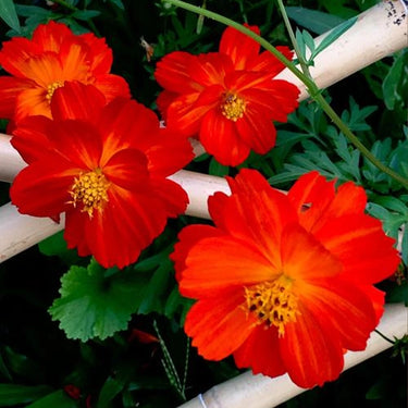 Cosmos Seeds-Cosmic Red