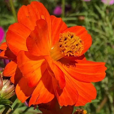 Cosmos Seeds-Cosmic Red