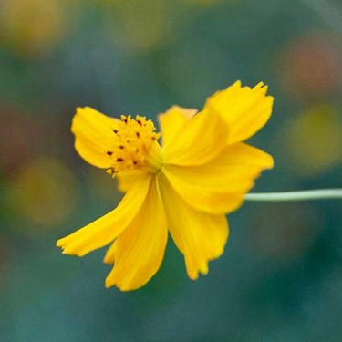 Cosmos Seeds-Cosmic Yellow