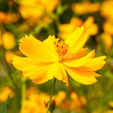 Cosmos Seeds-Cosmic Yellow