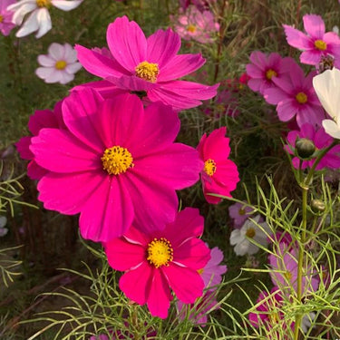 Cosmos Seeds - Dazzler