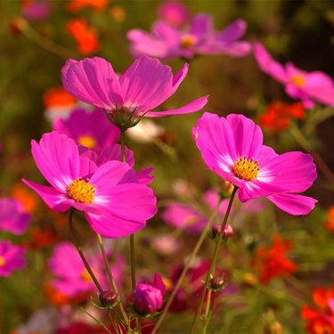 Cosmos Seeds - Dazzler