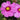 Cosmos Seeds - Pinkie