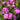 Cosmos Seeds - Pinkie