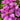 Cosmos Seeds - Pinkie