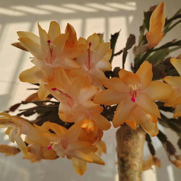 Crab Claw Orchid-Champagne