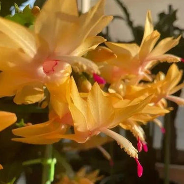 Crab Claw Orchid-Champagne
