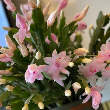 Crab Claw Orchid – Pink