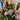Crab Claw Orchid – Pink