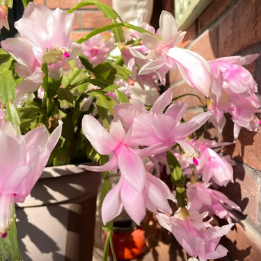 Crab Claw Orchid – Pink