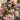 Crab Claw Orchid – Pink