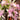 Crab Claw Orchid – Pink