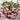 Crab Claw Orchid – Pink