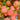 Cluster of pink-orange crabapples growing on a tree