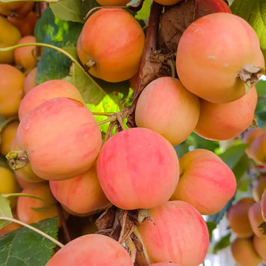 Cluster of pink-orange crabapples growing on a tree