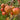 Orange-red crabapples hanging from a tree branch