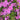 Close-up of bright pink creeping phlox flowers