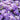 Close-up of pale lavender creeping phlox flowers
