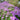 Pink creeping phlox forming ground cover in a garden bed