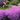 Purple creeping phlox spilling over a stone border
