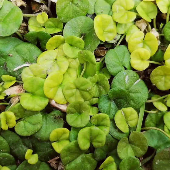 Ground Cover