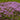 Creeping Thyme Seeds