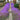 Creeping Thyme Seeds