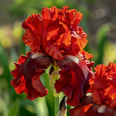 Rare Iris Seeds-Crimson Crest