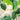 Cucamelon-Samen