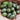 Cucamelon-Samen