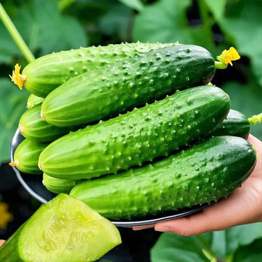 Cucumber Paraiso F1 Organic