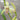 Cymbidium Ensifolium