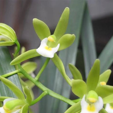 Cymbidium Floribundum