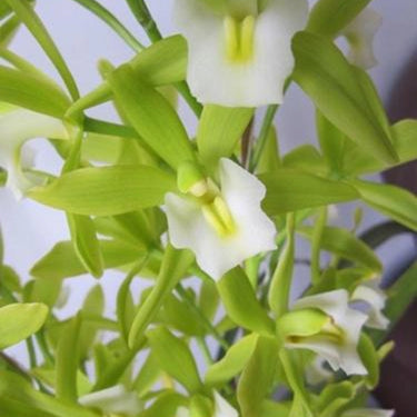 Cymbidium Floribundum