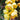 Cymbidium Goeringii