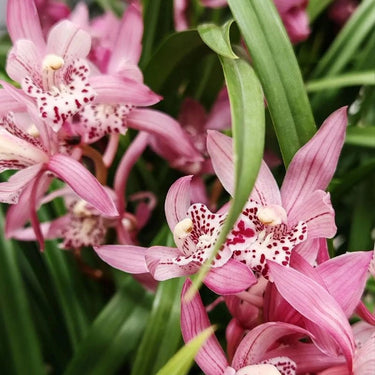 Cymbidium Hookerianum