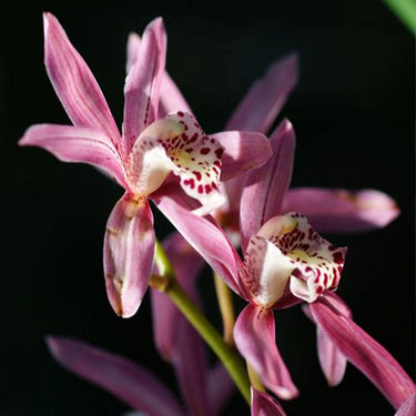 Cymbidium Hookerianum