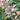 Cymbidium Hookerianum