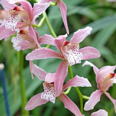 Cymbidium Hookerianum