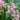 Cymbidium Hookerianum