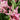 Cymbidium Hookerianum