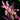 Cymbidium Hookerianum