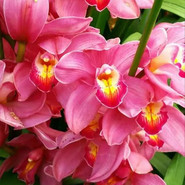 Cymbidium Hybridum