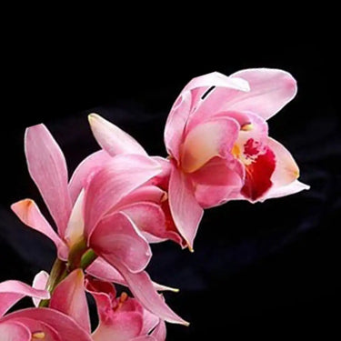 Cymbidium Hybridum