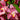 Cymbidium Hybridum