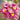 Cymbidium Hybridum