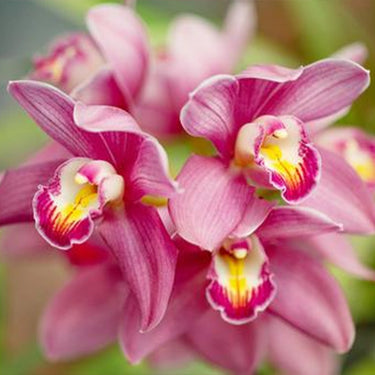 Cymbidium Hybridum