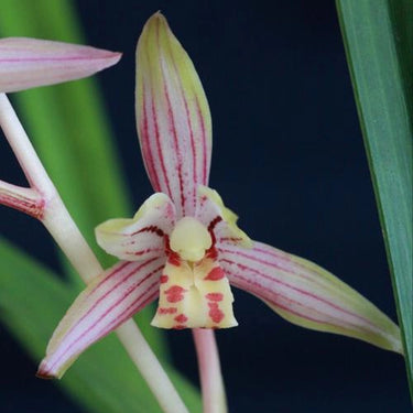 Cymbidium Lancifolium