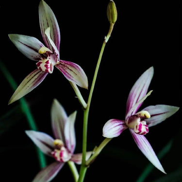 Cymbidium Lancifolium